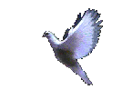 dove
